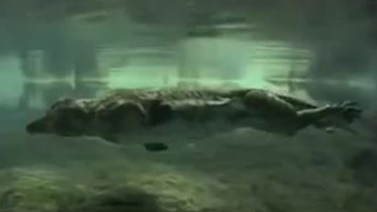 Primitive Whale - BBC