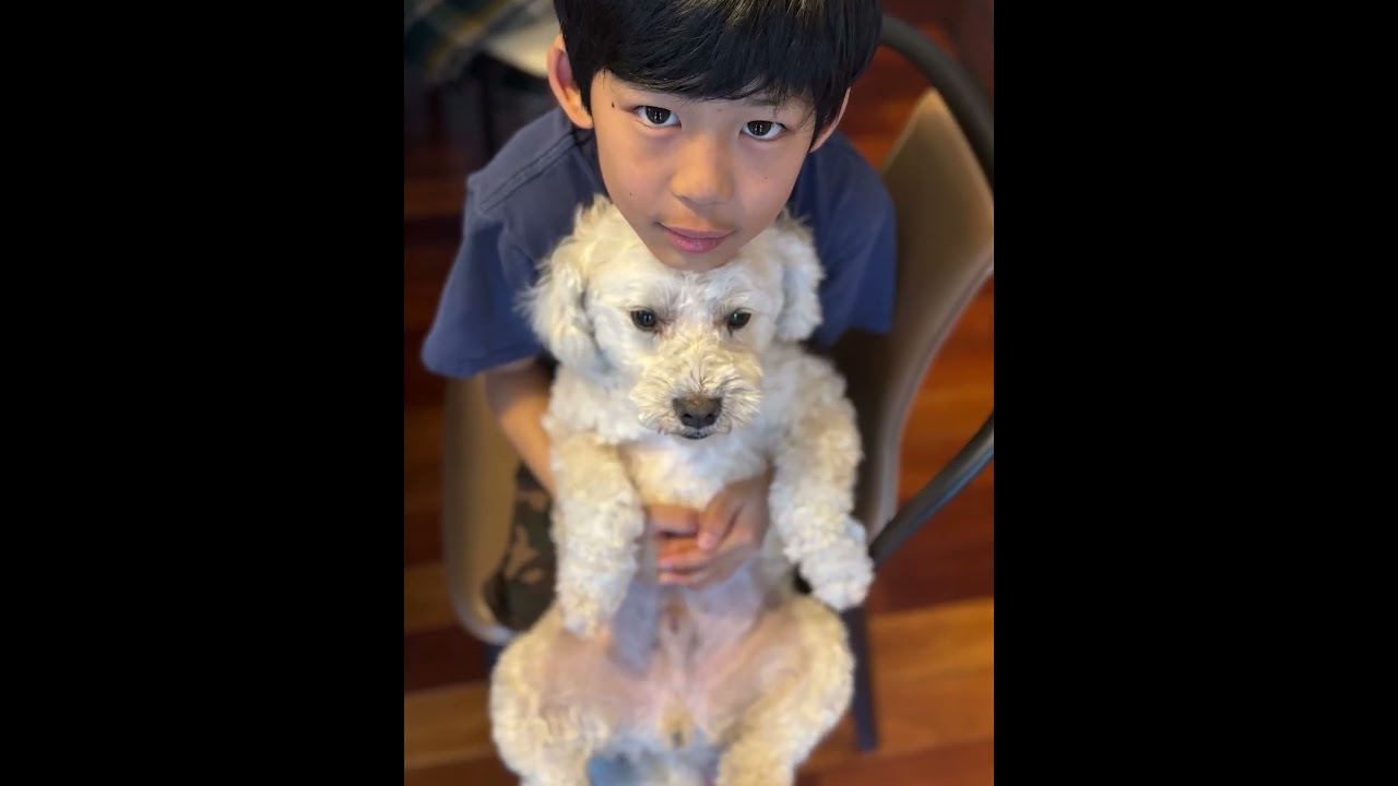 Enlarge Toby, a ADOPTABLE mixed breed in Harrison, NY video 6/6