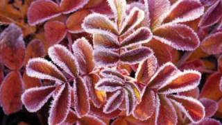 David Benoit-Cast Your Fate To the Wind