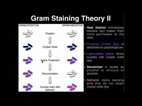 Microbiology: Gram Staining