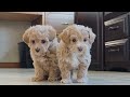 Maltipoo dogs for sale: Star - Video 1