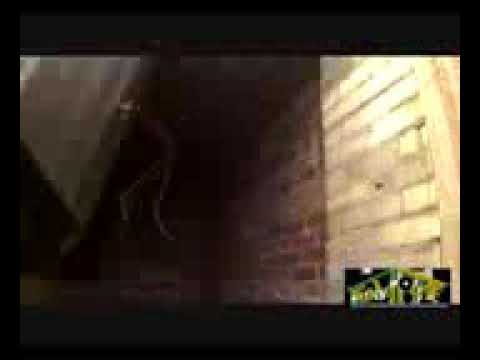 Benny the kid & muki - bottles wot i got