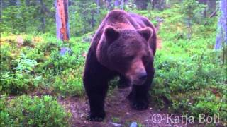 preview picture of video 'Wild Brown Bear in Finland'