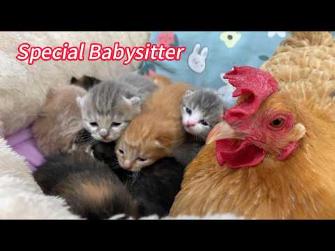 So funny! A hen helps a mother cat care for 9 kittens, but the father cat mistakes her for a thief.