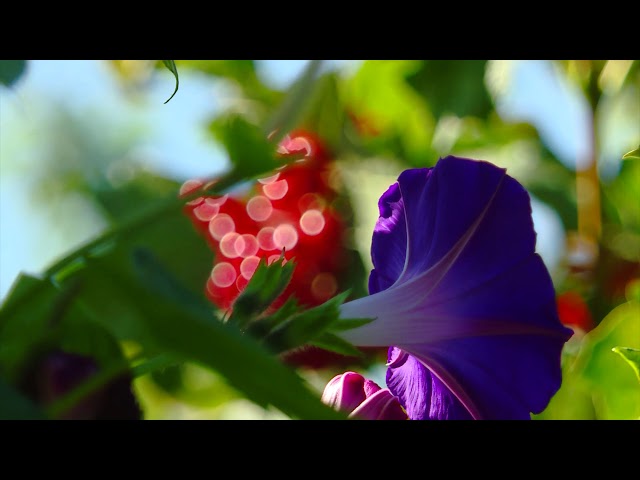 Садоводство с большой буквы