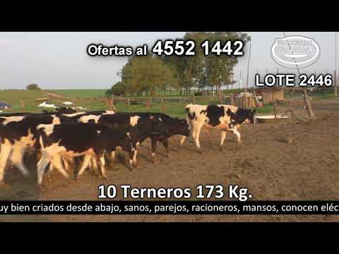 Lote 10 Terneros 10 HO 173kg -  en Pichinango a 5 Km de Ruta 2 km 145.500