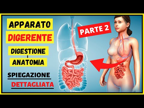 Apparato digerente: Digestione e Anatomia - Riassunto e spiegazione dettagliata -Corpo Umano PARTE 2