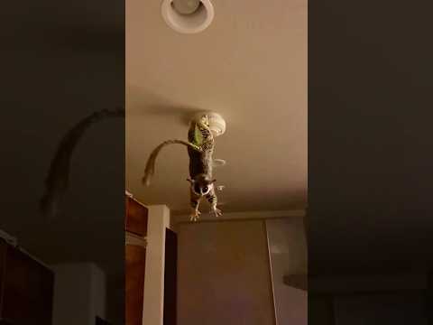 Funny galago#happy#galago#galagosenegalensis#monkey