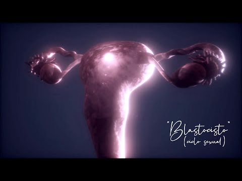 Los Mitocondrios ft. Diego Salvador - Blastocisto (Ciclo sexual)