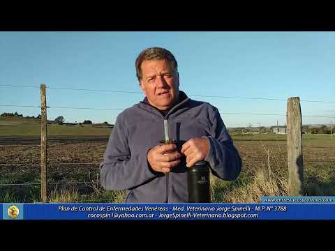 Médico Veterinario Jorge Spinelli - Plan de Control de Enfermedades Venéreas