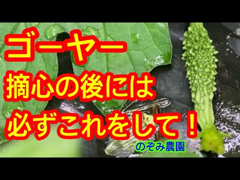 園芸 ゴーヤ、マーゴース、ワンダーアップル