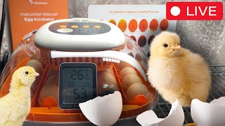 Hatching Live: A Day Of Excitement! { Part #1 }