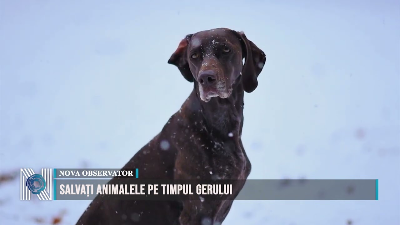 SALVAȚI ANIMALELE PE TIMPUL GERULUI