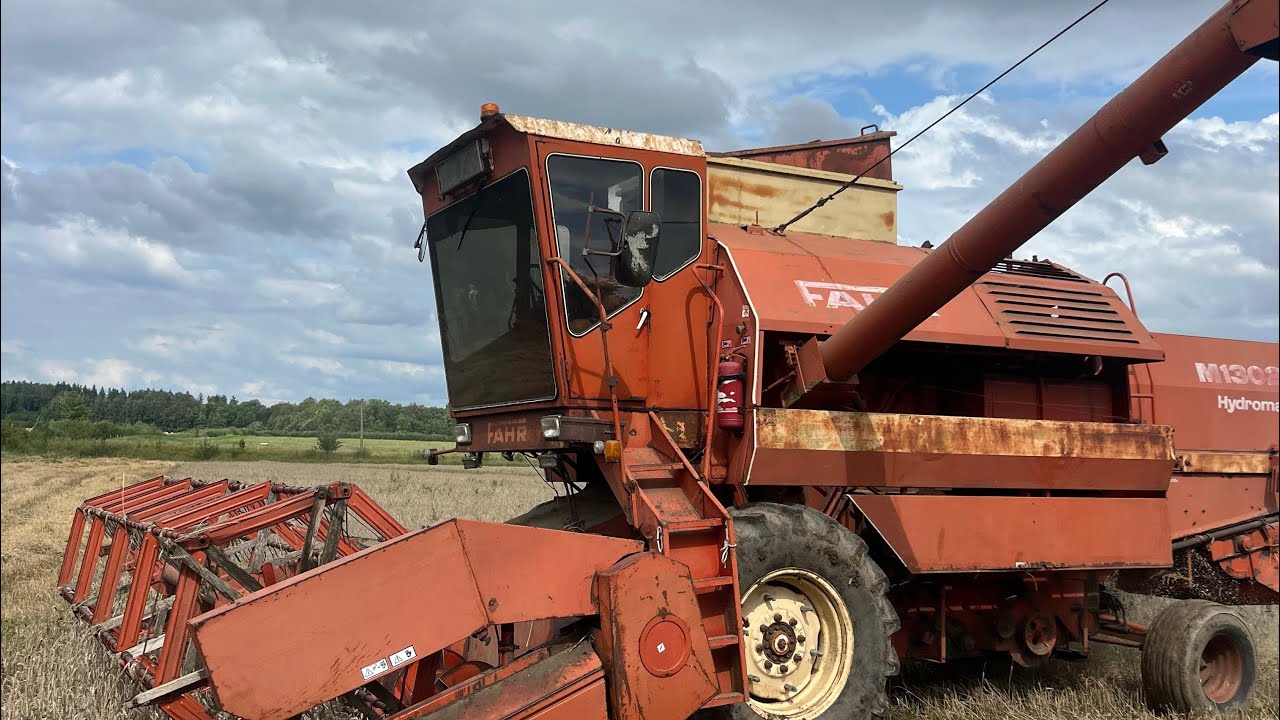 Frenkas kulia kviečius