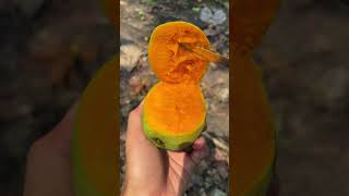 Download lagu It turns out that the taste of Miyazaki mango is similar to sweet aromatic mango #manggamiyazaki ... mp3