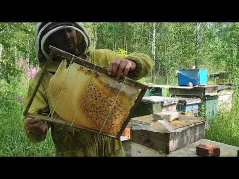 Пчеловодство. Роеловство. Как и чем закрепить роеловные языки с расплодам на рамки для застройки.