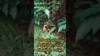 Download lagu Ada yang ngintip musuh di dalam hutan mp3