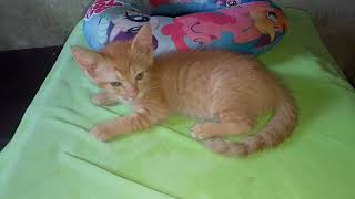 Puding