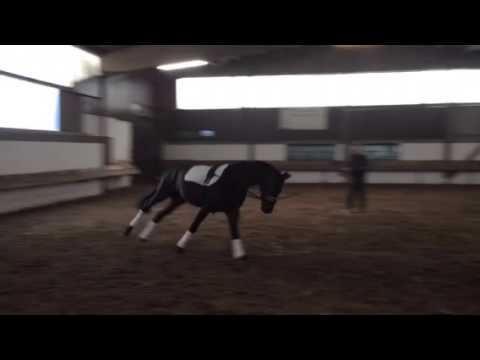 2j Hengst v Destano x Lauries Crusador