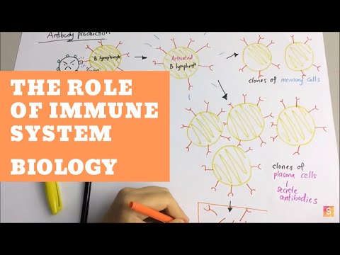 Biology- The Role of Immune System Video