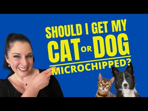 Should I Microchip My Cat or Dog?