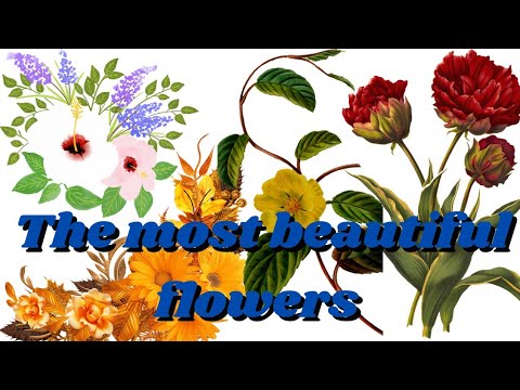 The amazing flowers collection Garden scene  : 8k Ultra HD