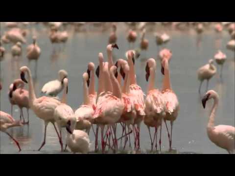 Billa Flamingo (Werbung) sucht Gerti