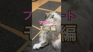 プロニート😽モコ編 #ショート動画 #可愛い #癒し #ねこのいる生活