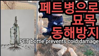 페트병으로 나무묘목 동해방지 가능! PET bottle prevents cold damage