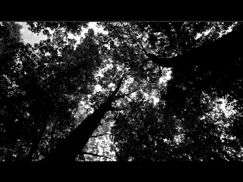Black Venus - Evil Sky - (Official Music Video)