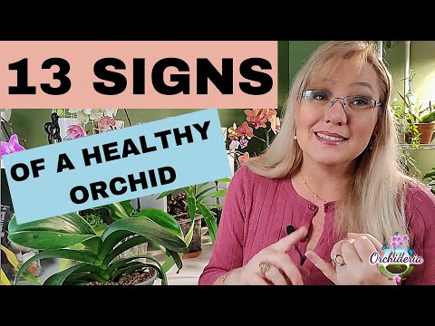 13 Signs of a Healthy Orchid: Buying New Orchids or Evaluating Your Own Care