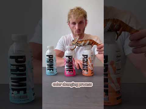 Have you ever seen a chameleon change colors