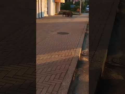 Portoferraio, branco di cinghiali in pieno giorno alla Sghinghetta