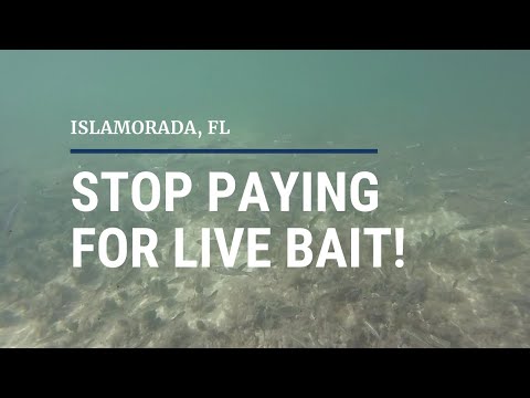 Never Pay For Live Bait in the Florida Keys! (Islamorada, Florida)