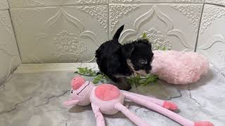 ハーフ犬の動画01