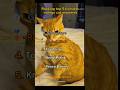 Ranking Top 5 Funniest Orange Cat Moments