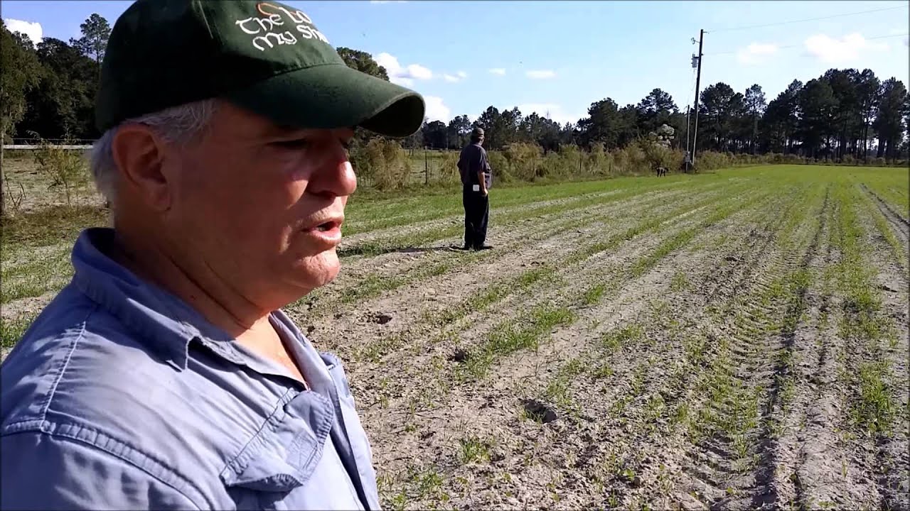 A Huge Amount of Earthworms in Florida Sugar Sand