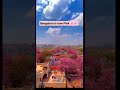 Bangalore Is Now Pink Shortsfeed Shorts Ytshorts Short Trending Bangalore Cherryblossom