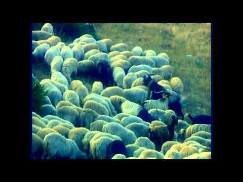 Mariola Kacani - Dridhe Moj shamine jeshile