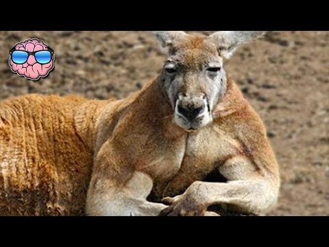 Top 10 Most DANGEROUS ANIMALS In AUSTRALIA
