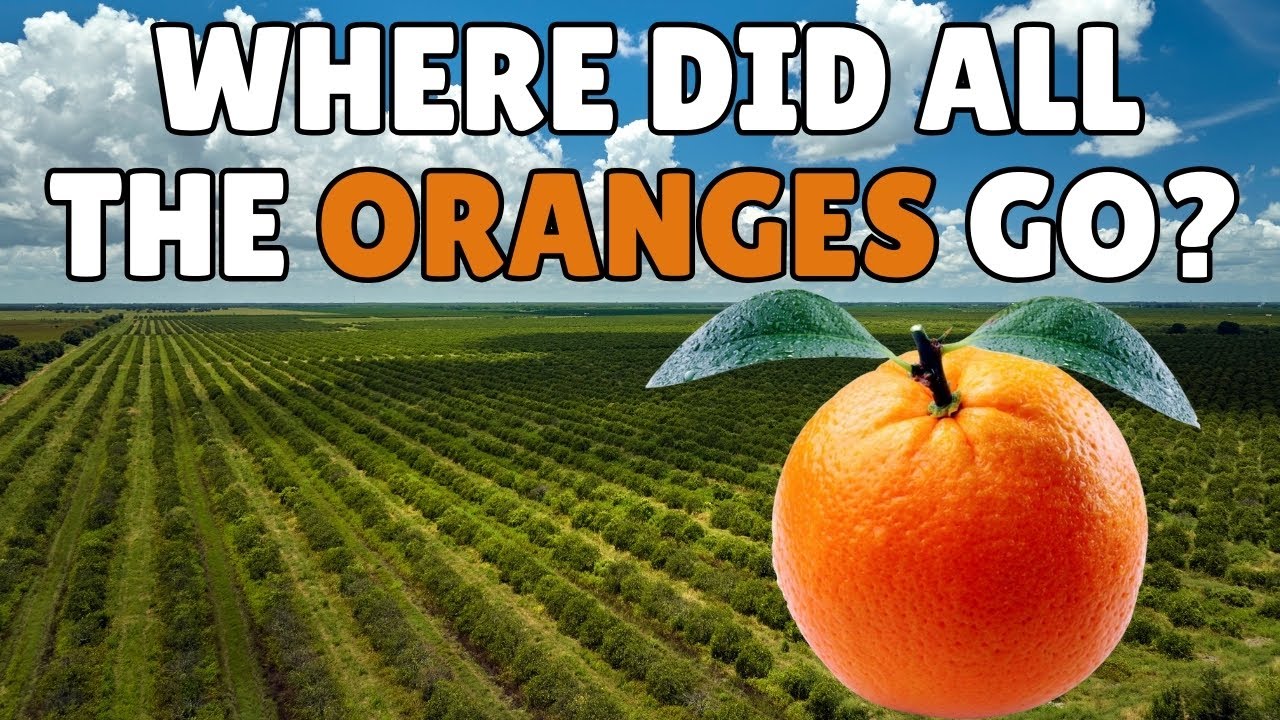 What Happened to Florida’s Oranges?