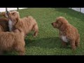 Mini Goldendoodle dogs for sale: Dolly - Video 1