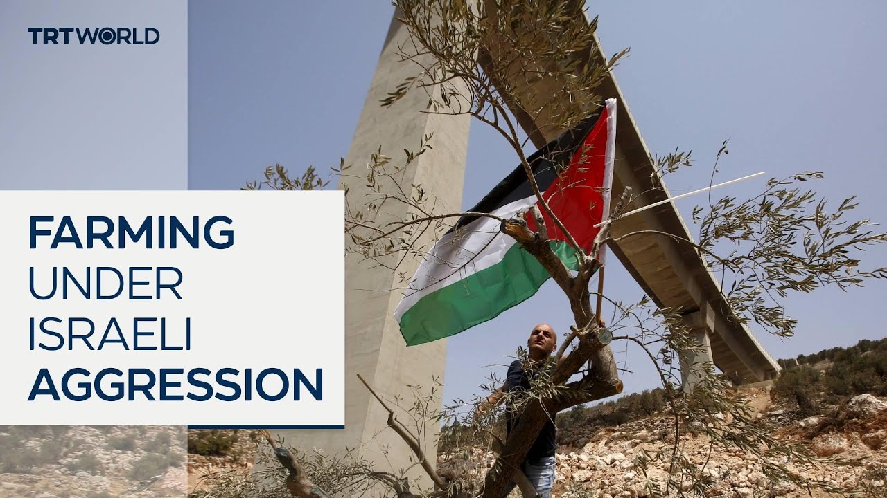 Palestinian farmers suffer violent olive harvest season