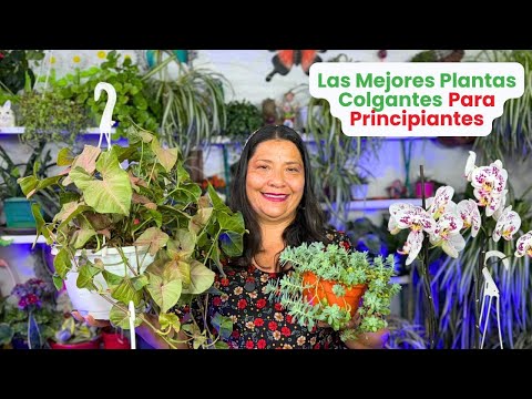 Plantas Colgantes Para Principiantes Sin Tantos Cuidados y Muy Hermosas