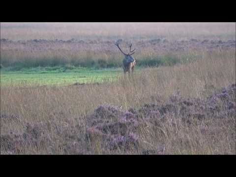 Reemsterveld, bijna bronst. Almost rut
