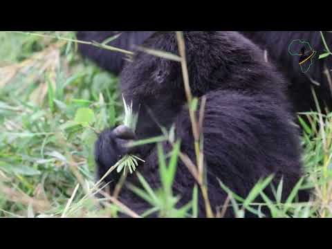Mountain Gorilla trekking