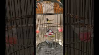 Download lagu SOGON 'BRANTAS' NEMBAK CILILIN.. #sogonbrantas #matericililin #sogonnembakcililin mp3