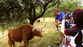 preview picture of video 'Bulle leckt nach Äpfel - Blondine freut sich über die Kuh - Schottische Hochlandrinder in Korb'