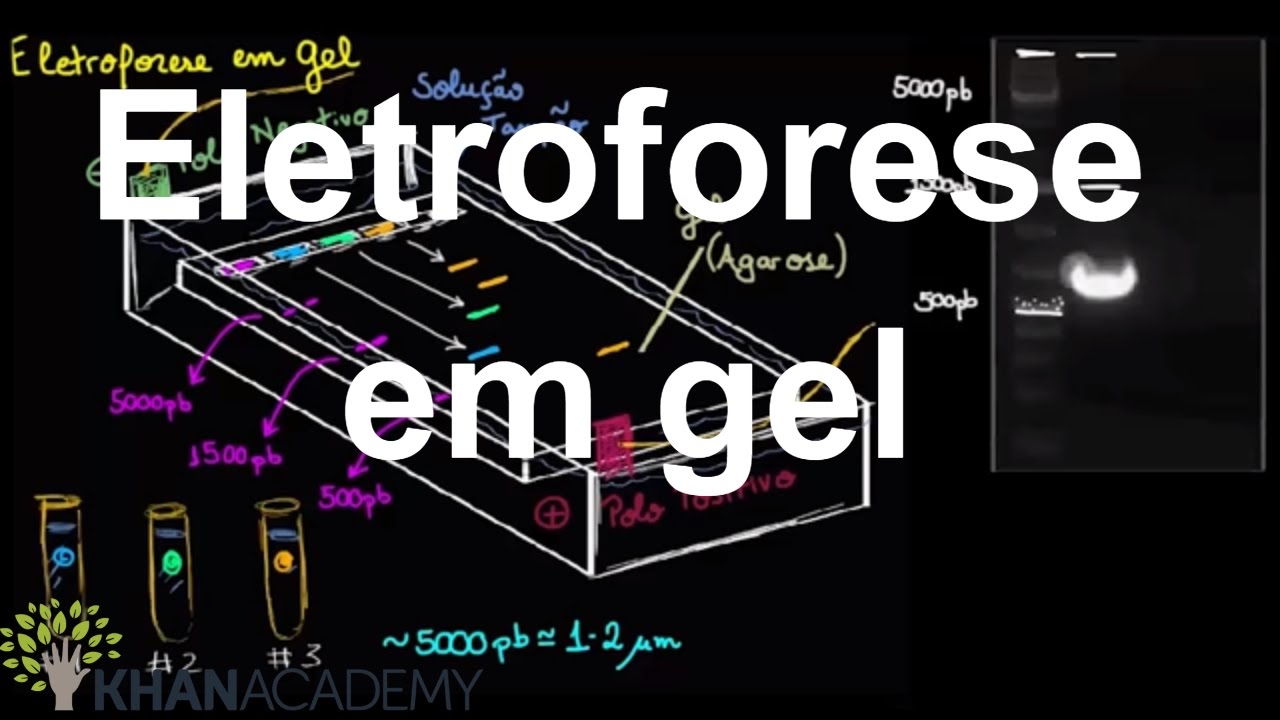 Eletroforese em gel | Biotecnologia | Biologia | Khan Academy