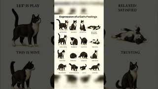 Download lagu Learn how to understand your cat's body language and emotions with this helpful guide! #catbehavior mp3